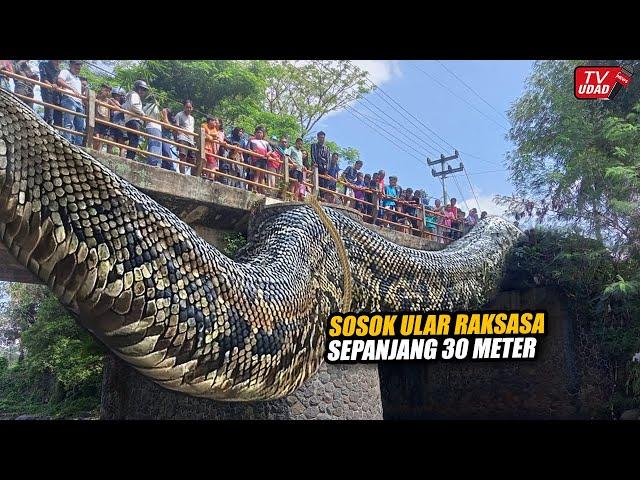 Viral !! Residents Catch Giant Snakes from the Forest Together, Causes a Stir...