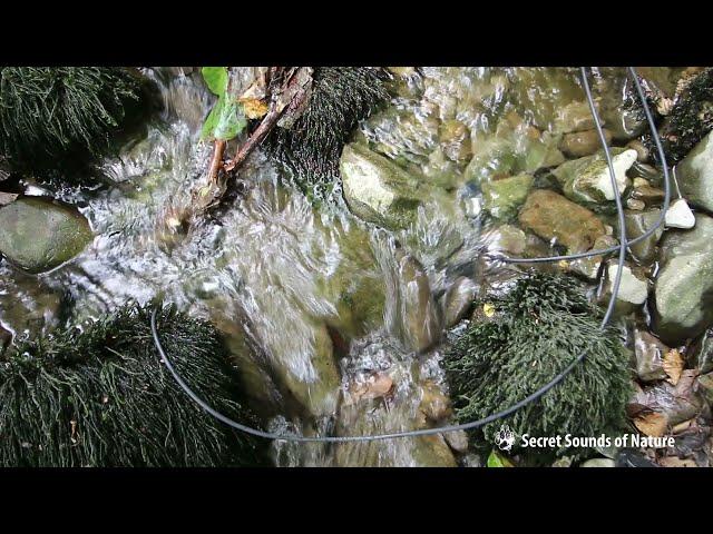 Underwater sound, river bed in summer - hydrophone audio recording