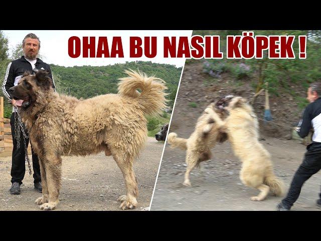 OHAA BU NASIL KÖPEK !! DEV KARADENİZ DAĞ ÇOBAN KÖPEĞİ ! YOK BÖYLE BİR KÖPEK , @kangalsamsun  KANGAL