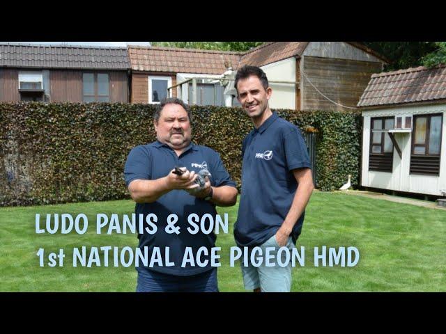 The Sledge hammer of Ludo Panis & Son - 1st Nat. Ace Pigeon Heavy Middle Distance Youngsters 2024