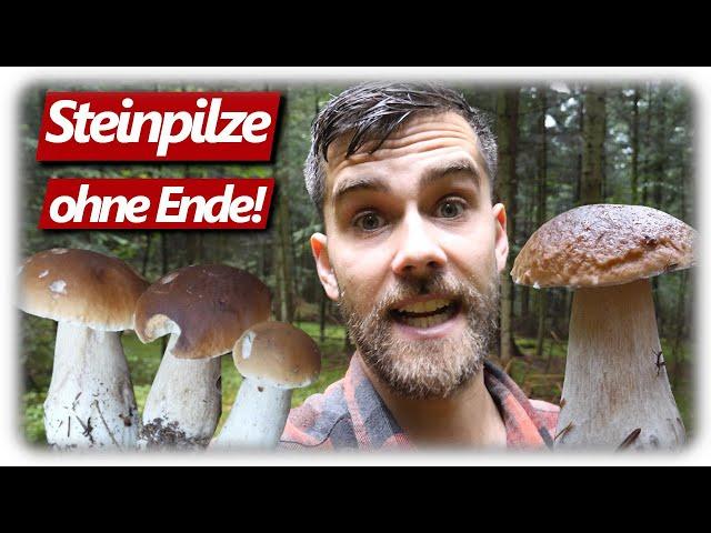 STEINPILZ WAHNSINN September | Pilze sammeln mit Glücksgefühlen ohne Ende