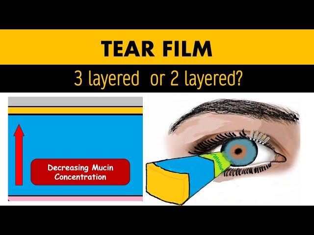 Tear Film: Anatomy, Biochemistry and Physiology