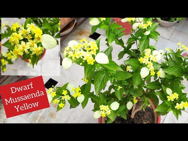 Mussaenda plant care, Dwarf yellow mussaenda, Summer flowering plant care n fertilizer