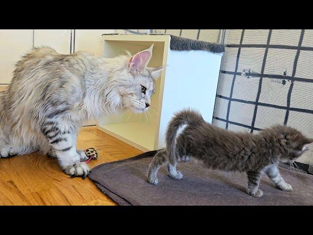 Maine Coon Galileo Meets Kittens For the First Time!