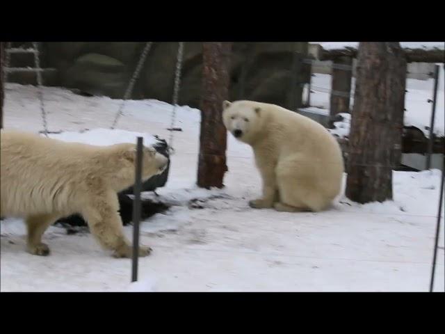 Медведица Белка выспалась и решила заняться делами 27.12.2024