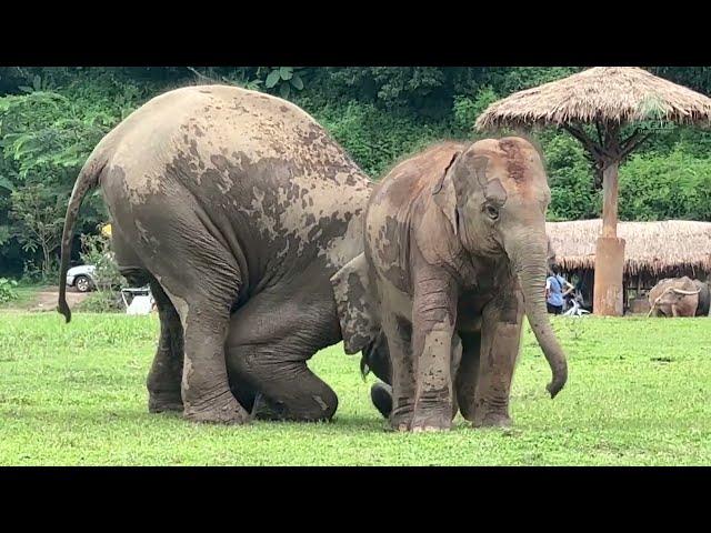 SaiFon's Joyful Introduction: Meeting Baby LekLek at Elephant Nature Park! - ElephantNews