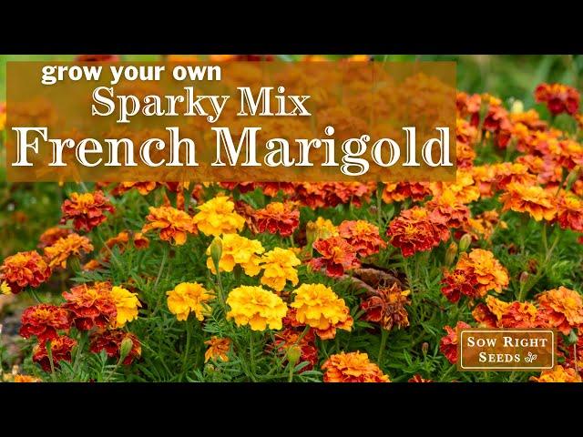 Sow Right Seeds | Sparky Mix Marigold