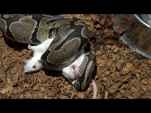 Python dominates large rat...(with a little help  )/ warning live feeding