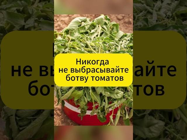 Никогда не выкидывайте ботву томатов!  #дача #сад  #огород #томаты