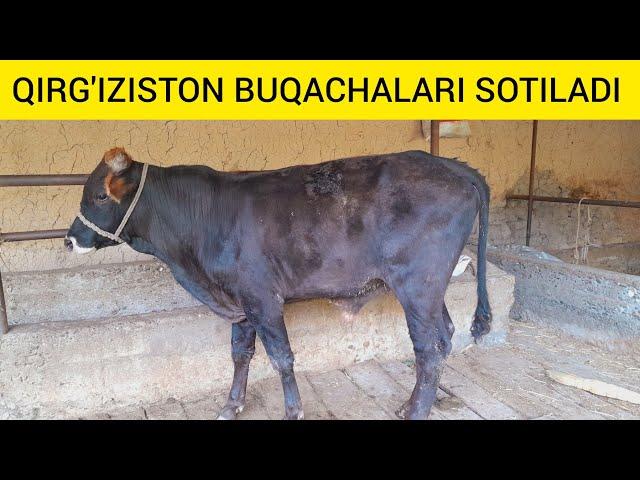 QIRG'IZ PARODA BUQACHALAR SOTILADI  SIFAT UDAR @Hikmatillo_uz