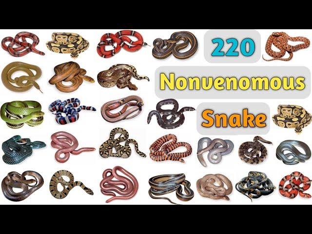 Nonvenomous Snake Vocabulary ll 220 Nonvenomous Snakes Name In English With Pictures ll Snakes List