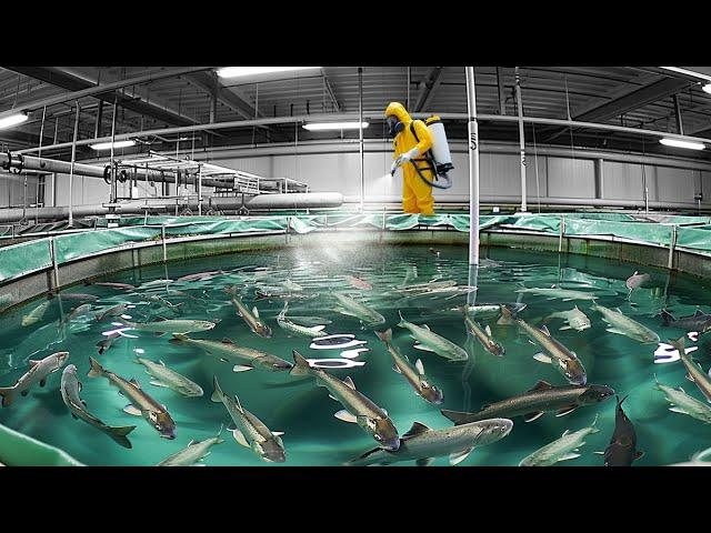 How Fish Farmers Raise Billions of Salmon Every Day