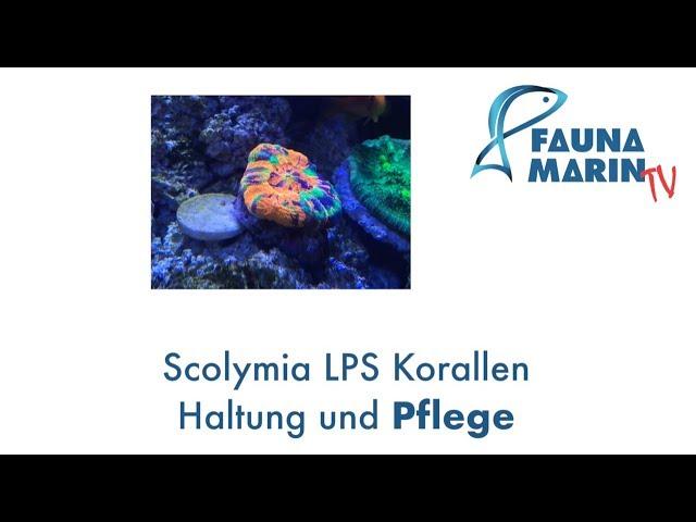 FaunaMarin - CORAL Spotlight: Scolymia Korallen