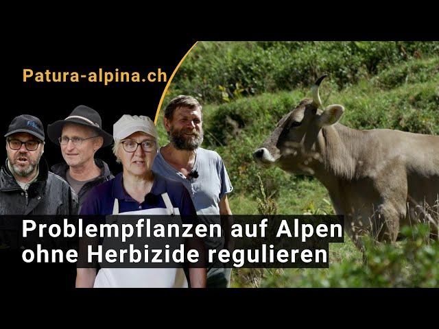 Regulating problem weeds on the alp without herbicides