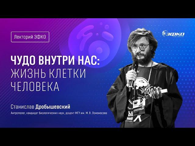 Лекторий «ЭФКО». «Чудо внутри нас: жизнь клетки человека» – доцент МГУ Станислав Дробышевский