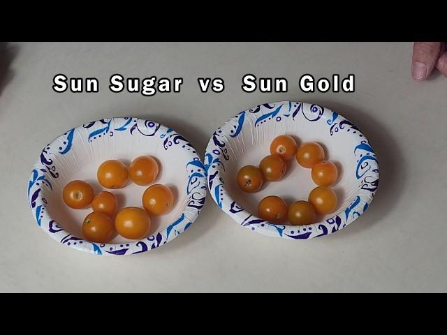 Sun Gold vs Sun Sugar - Which Tastes Better?