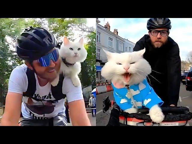 Cat Begs Dad To Take Her On Bike Rides 