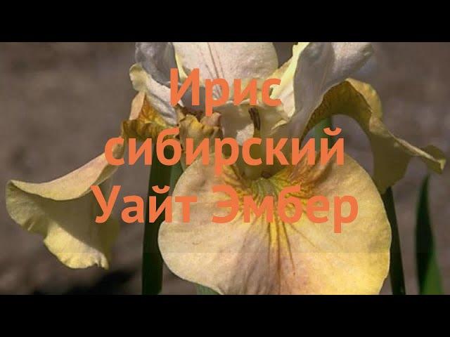 Ирис сибирский Уайт Эмбер (iris sibirica uayt-ember)  обзор: как сажать, луковицы ириса Уайт Эмбер