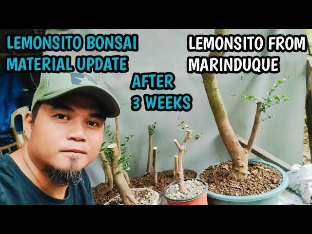 LEMONSITO BONSAI MATERIAL UPDATE AFTER 3 WEEKS! LEMONSITO FROM MARINDUQUE 🫰