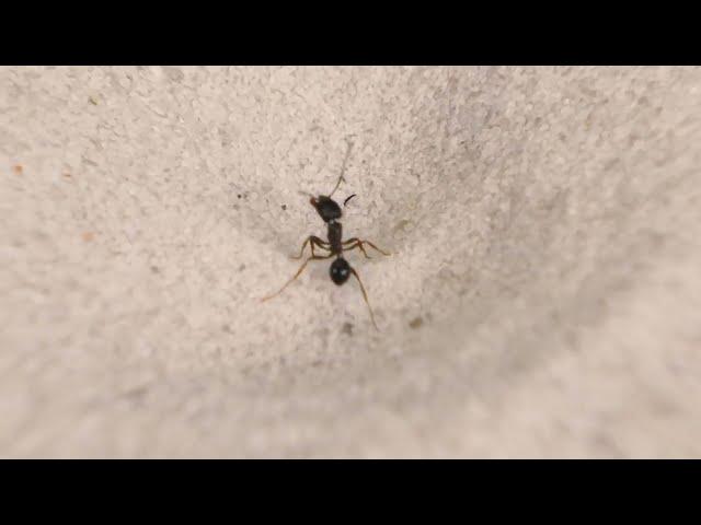 THE BRUTAL BATTLE OF THE ANTLION AND ANTS! [Live feeding!]