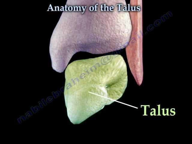 Anatomy Of The Talus - Everything You Need To Know - Dr. Nabil Ebraheim