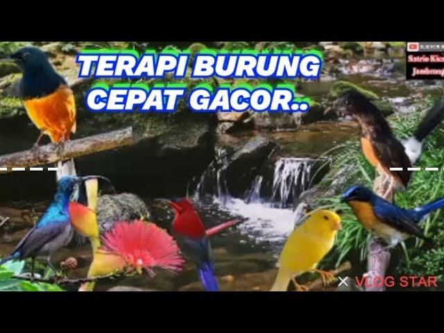 TERAPI BURUNG CEPAT GACORR