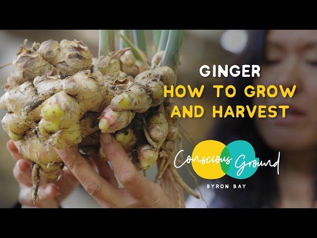 How to grow and harvest ginger