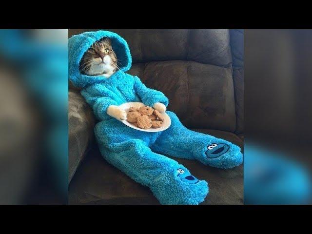 YOU have NEVER seen ANYTHHING FUNNIER and CUTER than this! - Funny CAT compilation