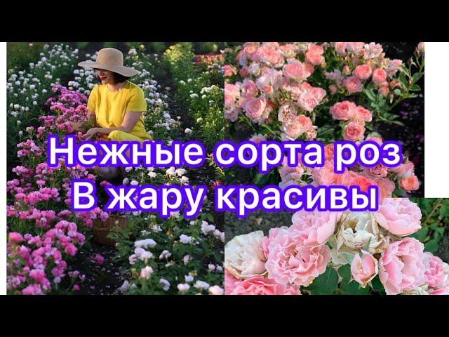 Нежные сорта роз, красивы даже в жару!