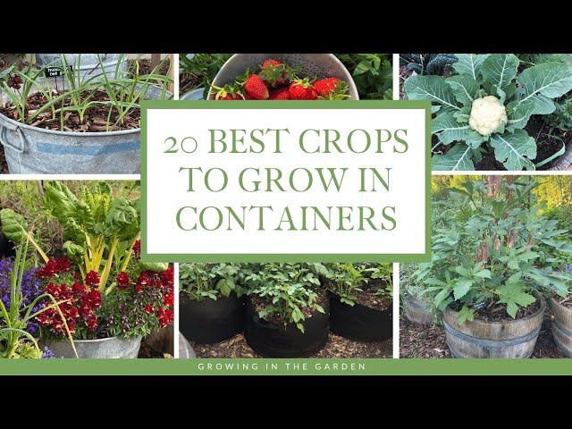 20 BEST Vegetables, Fruits & Herbs for CONTAINER GARDENING: Growing in the Garden