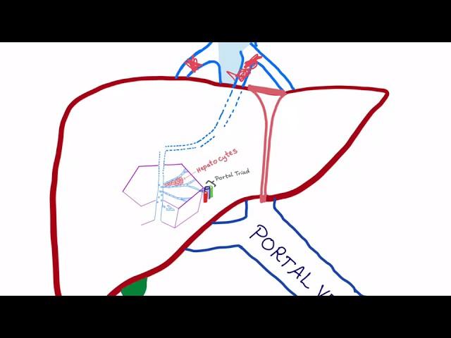 Budd-Chiari syndrome (Pathophysiology)