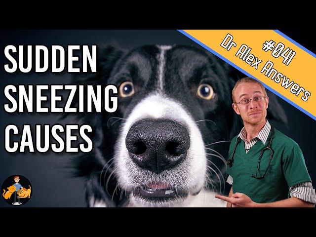 Why is My Dog Sneezing Uncontrollably? - Dog Health Vet Advice