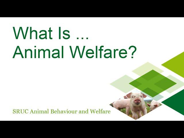 What Is Animal Welfare