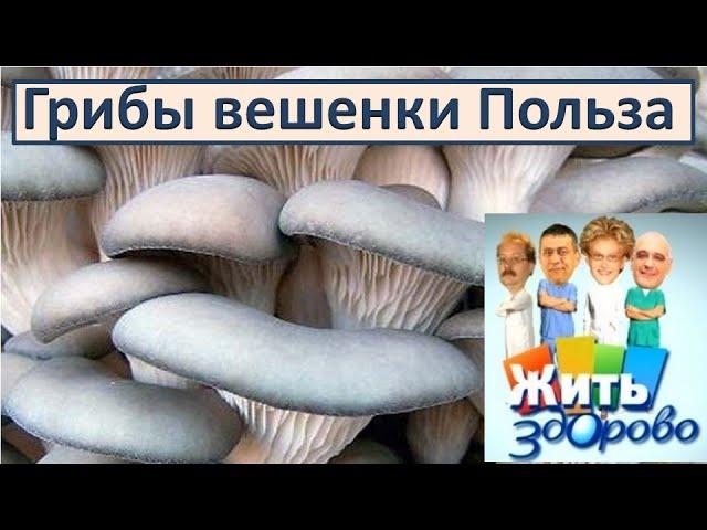 Oyster mushrooms Use Elena Malysheva and the program "Live healthy!" about the properties