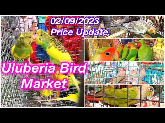 Uluberia Pet Market Uluberia Bird Market 02/9/2023 price update today #cheapestprice #birds