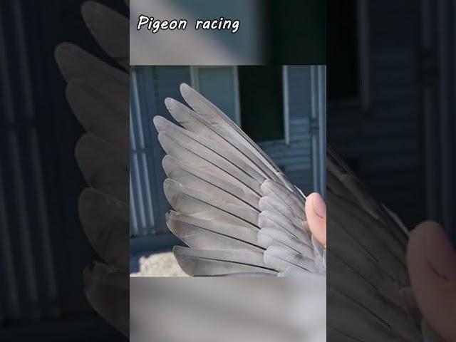 Pigeon racing International #pigeon #賽鴿