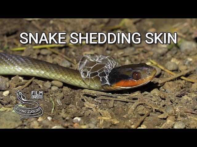 A wild snake shedding its skin, amazing snake behavior in nature