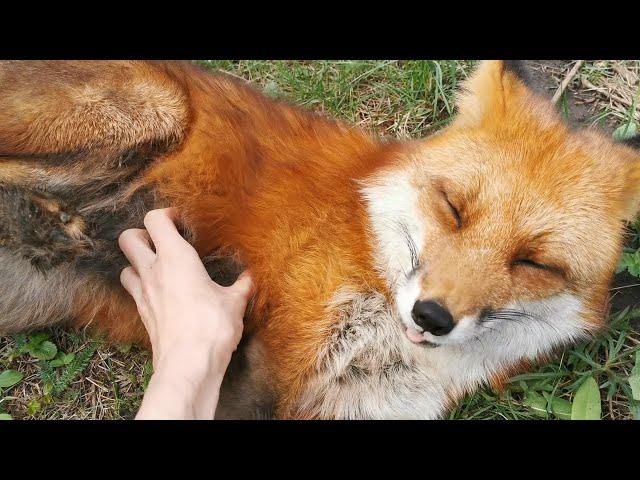 Vasilisa the Fox: Get Up, Get Out, Get Active