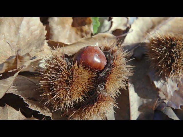 Castagnata a Nocelleto