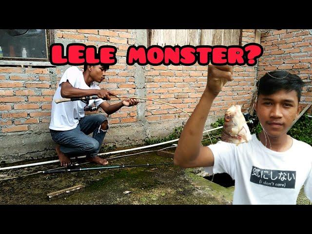 LELE MONSTER PENGHUNI SEPTIC TANK?