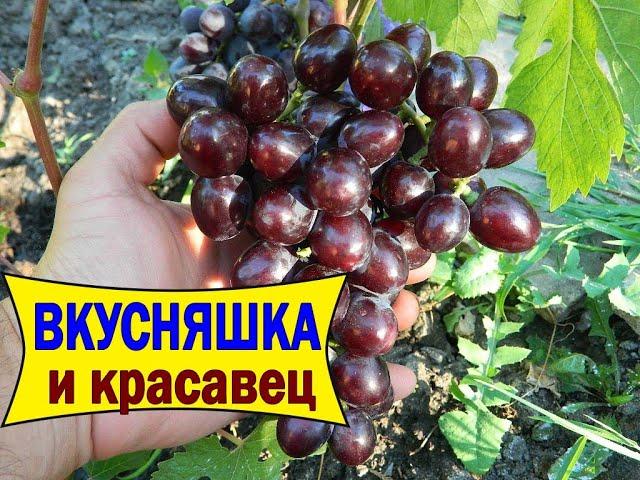 EXCELLENT and DELICIOUS grapes in the conditions of the north / Grapes Gift Nesvetaya