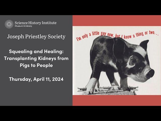 Squealing and Healing: Transplanting Kidneys from Pigs to People