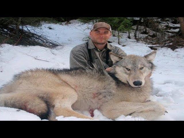 TOP 10 BIGGEST WOLVES EVER CAUGHT IN THE WORLD