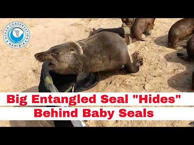 Big Entangled Seal "Hides" Behind Baby Seals