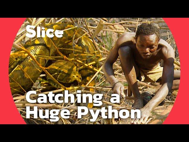 Capturing a Giant Python to Make Ends Meet in Cameroon | SLICE