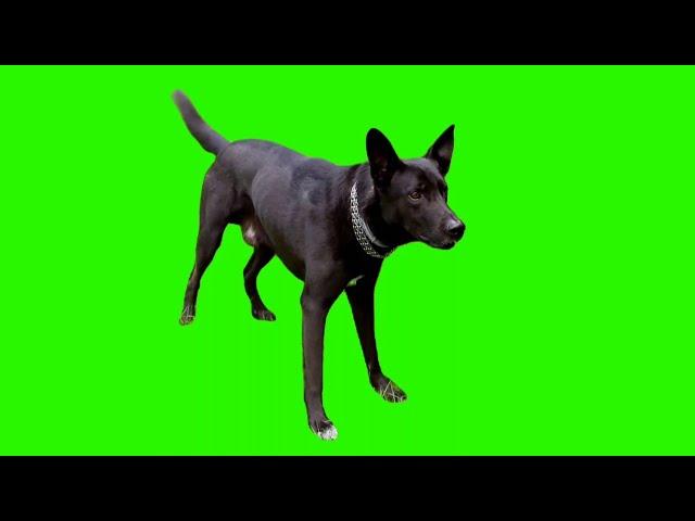 Dog Barking Green Screen Effects HD Footage No Copyright