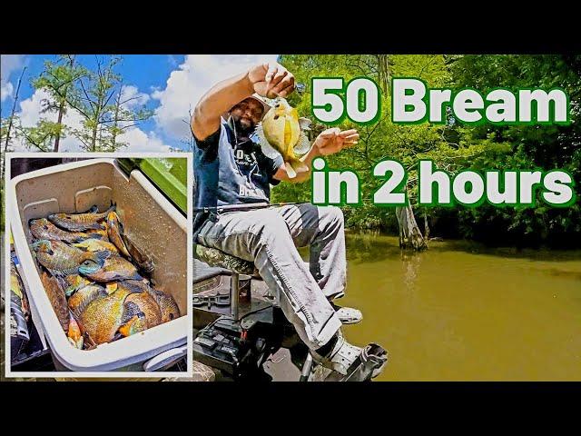 Bream Fishing at Lake Wallace - Caught 50 bream in 2 hours