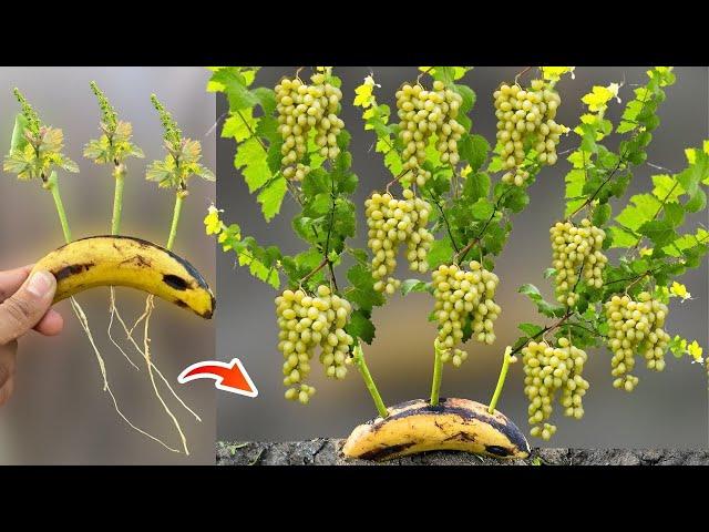 How To Grow Grape Vine From Grape Branches in Banana Fruit