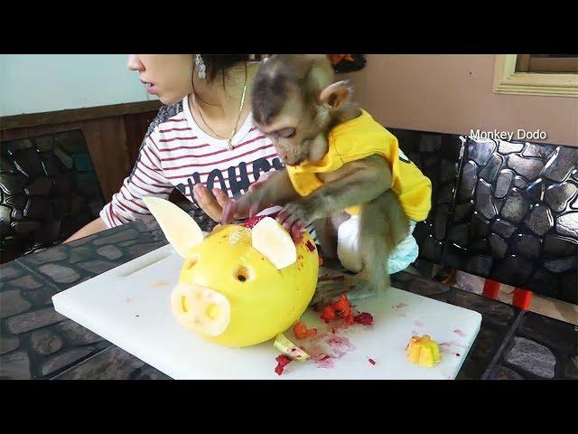 Baby Monkey Dodo Vs Art In Melon Pig, Mom Make Art In Melon Pig For Dodo