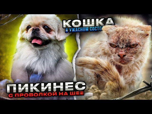 Пекинес с куском ремня на шее, закрученый проволкой | Кошка скелет вышла прям под колеса с полей